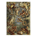 Ernst Haeckel - Batrachia Frogs