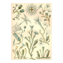 Ernst Haeckel - Campanariae poster by LisasLair Ernst Haeckel - Campanariae poster