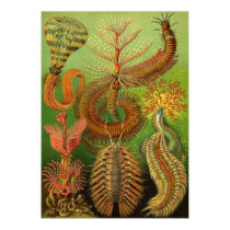 Ernst Haeckel - Chaetopoda poster by LisasLair Ernst Haeckel - Chaetopoda poster