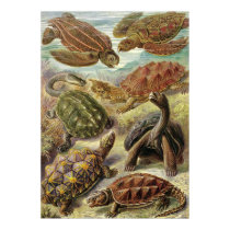 Ernst Haeckel - Chelonia poster by LisasLair Ernst Haeckel - Chelonia poster
