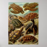 Ernst Haeckel Chelonia Posters