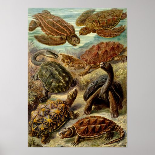 Ernst Haeckel - Chelonia Print