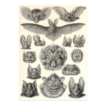 Ernst Haeckel - Chiroptera Bats posters by LisasLair Ernst Haeckel - Chiroptera Bats posters