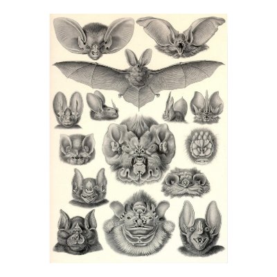 Ernst Haeckel - Chiroptera Bats Posters by LisasLair