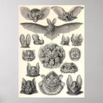 Ernst Haeckel - Chiroptera Bats Posters