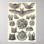 Ernst Haeckel - Chiroptera Bats Posters