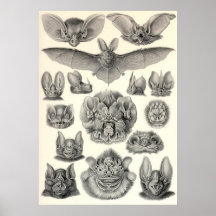 Ernst Haeckel - Chiroptera Bats Posters