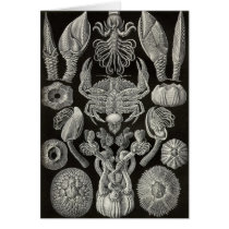 Ernst Haeckel - Cirripedia karten