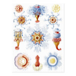 Ernst Haeckel Colorful Siphonophorae 2 Post Cards