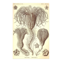 Ernst Haeckel - Crinoidea Poster poster by LisasLair Ernst Haeckel - Crinoidea Poster poster