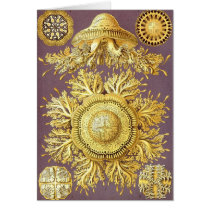 Ernst Haeckel - Discomedusae3 Card