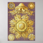 Ernst Haeckel - Discomedusae3 Print