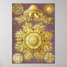 Ernst Haeckel - Discomedusae3 Print