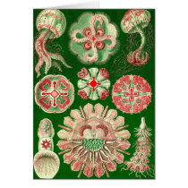 Ernst Haeckel - Discomedusae5 cards
