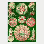 Ernst Haeckel - Discomedusae5 posters