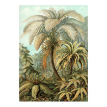 Ernst Haeckel - Filicinae2 poster