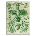 Ernst Haeckel - Filicinae cards