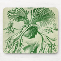 Ernst Haeckel - Filicinae Detail mousepads