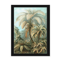 Ernst Haeckel Filicinae postkarten