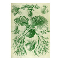 Ernst Haeckel - Filicinae poster by LisasLair Ernst Haeckel - Filicinae poster
