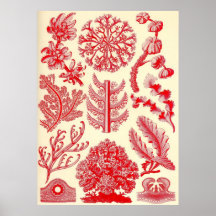 Ernst Haeckel - Florideae Posters
