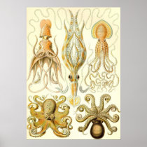 Ernst Haeckel - Gamochonia Posters