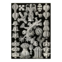 Ernst Haeckel - Gorgonida Poster poster by LisasLair Ernst Haeckel - Gorgonida Poster poster