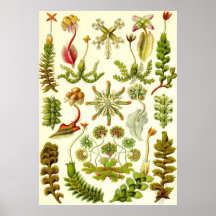 Ernst Haeckel - Hepaticae Poster