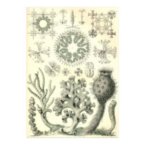 Ernst Haeckel - Hexactinellae Poster poster by LisasLair Ernst Haeckel - Hexactinellae Poster poster