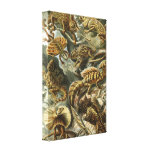 Ernst Haeckel - Lacertilia canvas prints