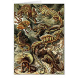 Ernst Haeckel - Lacertilia Lizards cards