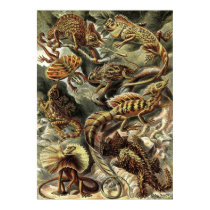 Ernst Haeckel - Lacertilia Lizards posters