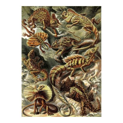 Ernst Haeckel - Lacertilia Echsen Plakatdrucke von LisasLair