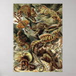 Ernst Haeckel - Lacertilia Lizards Posters