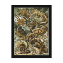 Ernst Haeckel Lacertilia postkarten
