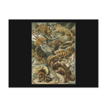 Ernst Haeckel Lacertilia Post Card