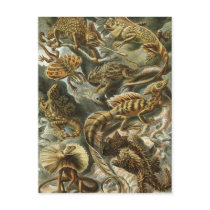 Ernst Haeckel - Lacertilia Postcards