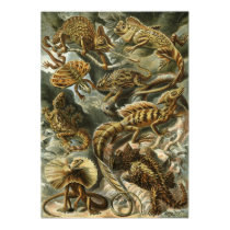 Ernst Haeckel Lacertilia poster