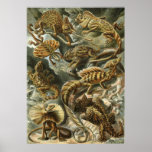 Ernst Haeckel Lacertilia posters