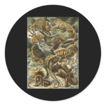 Ernst Haeckel Lacertilia sticker