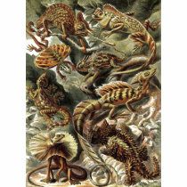Ernst Haeckel - Lacertilia t-shirts by LisasLair Ernst Haeckel - Lacertilia t-shirts