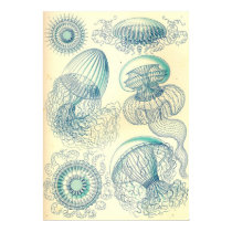 Ernst Haeckel - Leptomedusae Poster poster