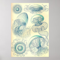 Ernst Haeckel - Leptomedusae Poster