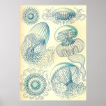 Ernst Haeckel - Leptomedusae Poster