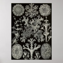 Ernst Haeckel - Lichenes Print