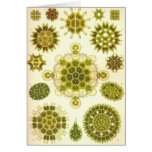 Ernst Haeckel - Melethallia Card