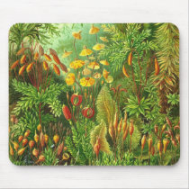 Ernst Haeckel - Muscinae Detail mousepads