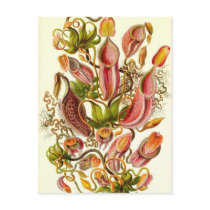 Ernst Haeckel - Nepenthaceae postcards by LisasLair Ernst Haeckel - Nepenthaceae postcards