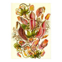 Ernst Haeckel - Nepenthaceae posters