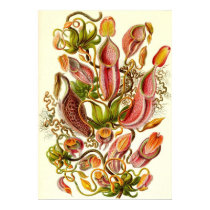 Ernst Haeckel - Nepenthaceae poster by LisasLair Ernst Haeckel - Nepenthaceae poster